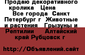 Продаю декоративного кролика › Цена ­ 500 - Все города, Санкт-Петербург г. Животные и растения » Грызуны и Рептилии   . Алтайский край,Рубцовск г.